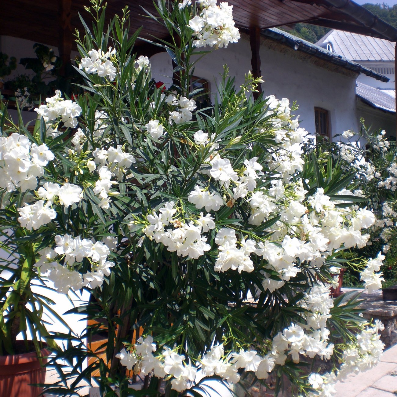 Obrázok Oleander obyčajný (Nerium oleander) ´SOEUR AGNES´ - BIELY - výška 30-50 cm, kont. C3L (-10/-12°C)